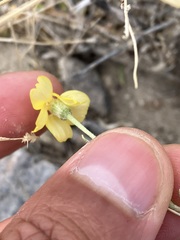 Psilostrophe cooperi