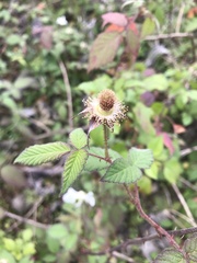 Rubus parvifolius