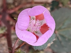 Eremalche rotundifolia