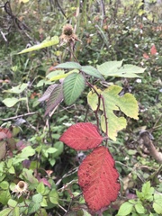 Rubus parvifolius