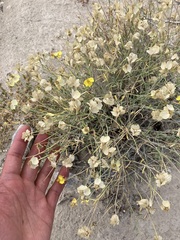 Psilostrophe cooperi