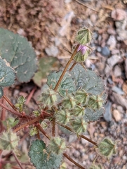 Eremalche rotundifolia