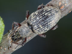 Otiorhynchus armadillo