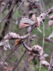 Hakea salicifolia