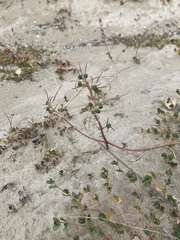 Euphorbia exstipulata