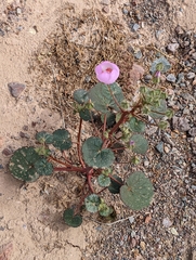 Eremalche rotundifolia