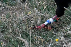 Pyrrhocorax pyrrhocorax