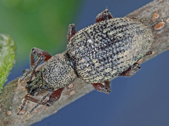 Otiorhynchus armadillo