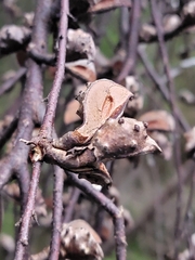 Hakea salicifolia