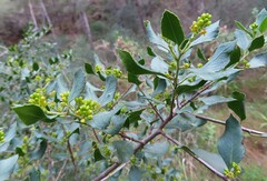 Rhamnus alaternus