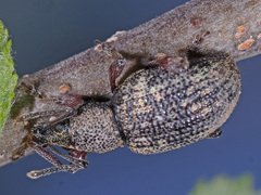 Otiorhynchus armadillo