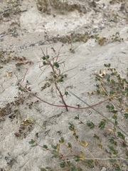 Euphorbia exstipulata