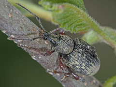 Otiorhynchus armadillo