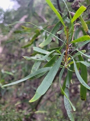 Hakea salicifolia