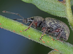 Otiorhynchus armadillo