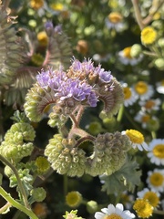 Phacelia pedicellata