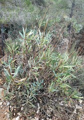 Bupleurum fruticosum