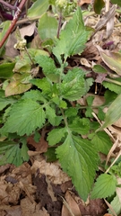 Dichrocephala integrifolia