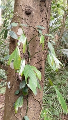 Epipremnum pinnatum