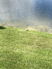 Iguana iguana