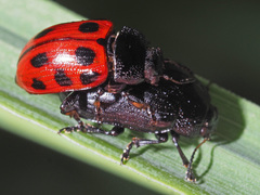Gonioctena viminalis