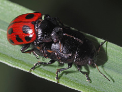 Gonioctena viminalis