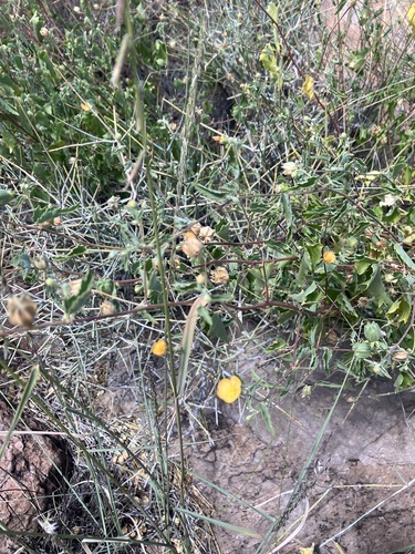 Image of Abutilon parvulum by no rights reserved