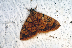 Portentomorpha xanthialis
