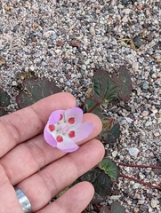 Eremalche rotundifolia