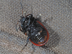 Gonioctena viminalis