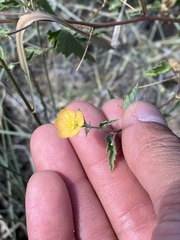 Abutilon parvulum