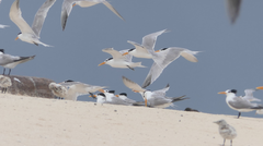 Thalasseus bengalensis