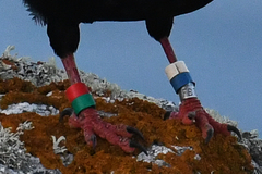 Pyrrhocorax pyrrhocorax