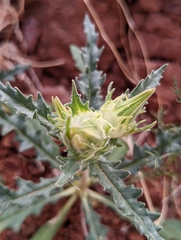 Mentzelia involucrata