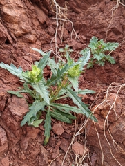 Mentzelia involucrata