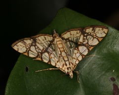 Glyphodes caesalis