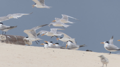 Thalasseus bengalensis