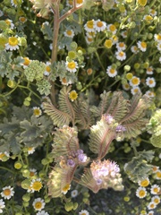 Phacelia pedicellata