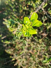 Rhamnus prinoides