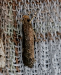 Pexicopia melitolicna