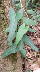 Reynoutria multiflora