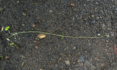 Lithophragma cymbalaria