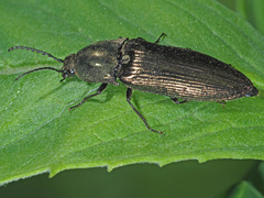 Ctenicera