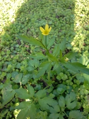 Ranunculus cantoniensis