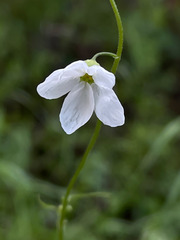 Lithophragma cymbalaria