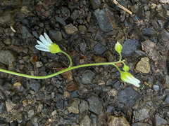Lithophragma cymbalaria