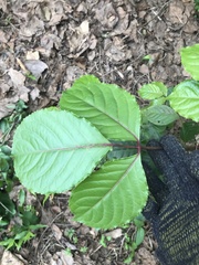 Causonis japonica