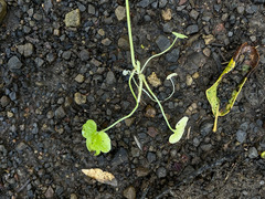 Lithophragma cymbalaria
