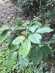 Causonis japonica