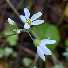 Lithophragma cymbalaria